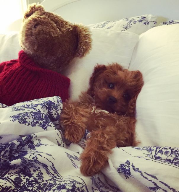 Our Little Pooh Bear, Penny