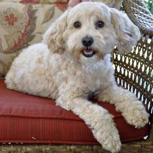 lola_cat_98892 avatar