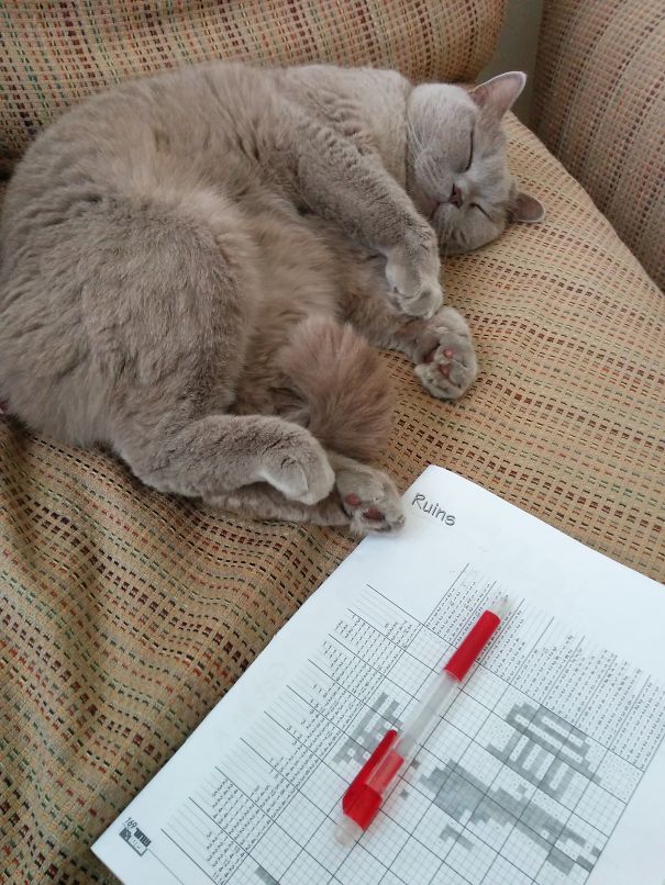 Louies And The Crossword