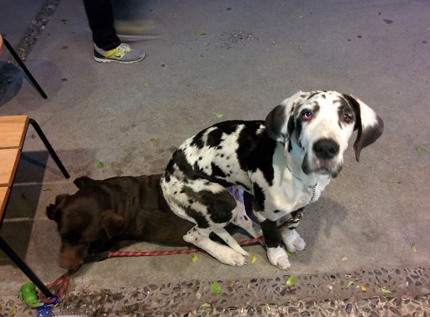 "tima Is The Best Couch" -@greatmilson