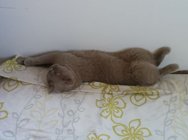 Louies Is Bonding With The Wall