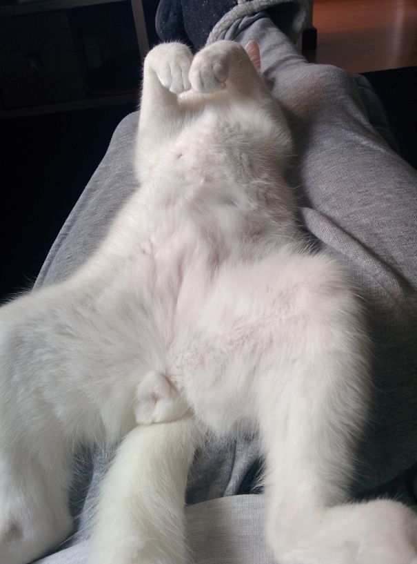 The Chicken Position