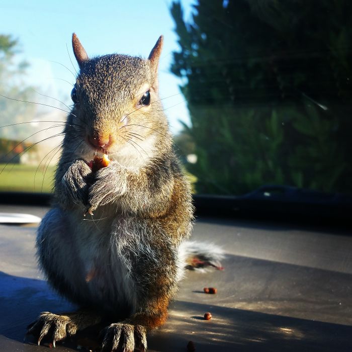 Merle The Squirrel Giving Me The Evil Eye.