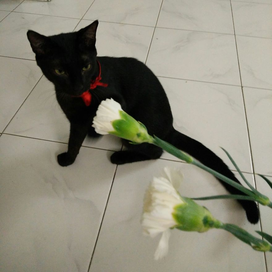 Black Sees A Flower