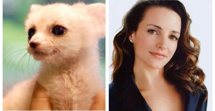 Side-by-side comparison of a cute animal and celebrity showing celebrity doppelganger animals resemblance.