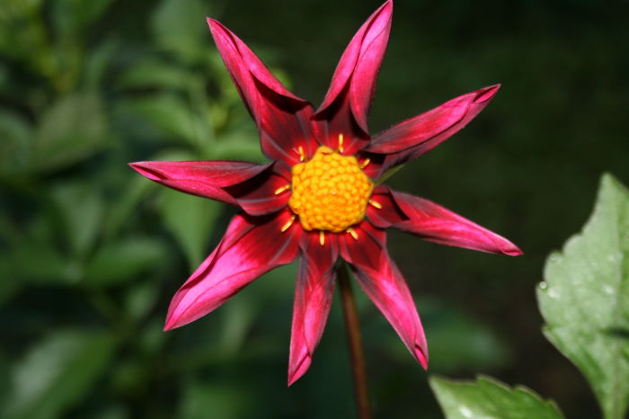 Dahlia