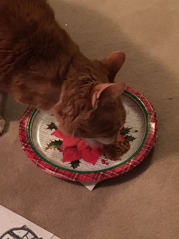 Zoot Enjoying Pumpkin Pie