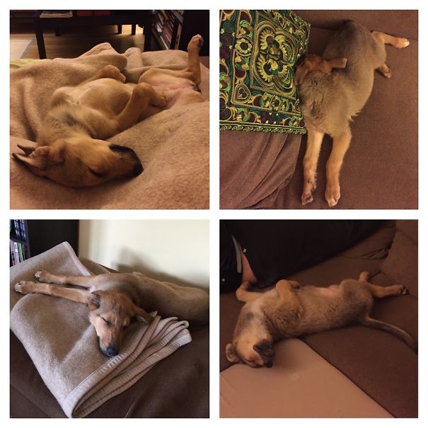 Sleeping Puppy Dog Collage :-)