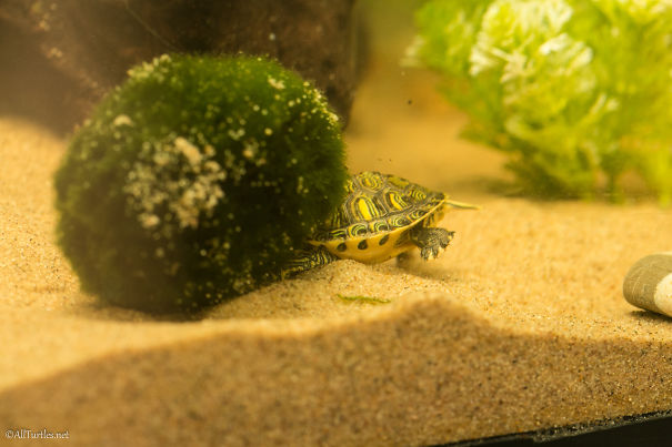 Turtle Digging Up Red Mosquito Larvae