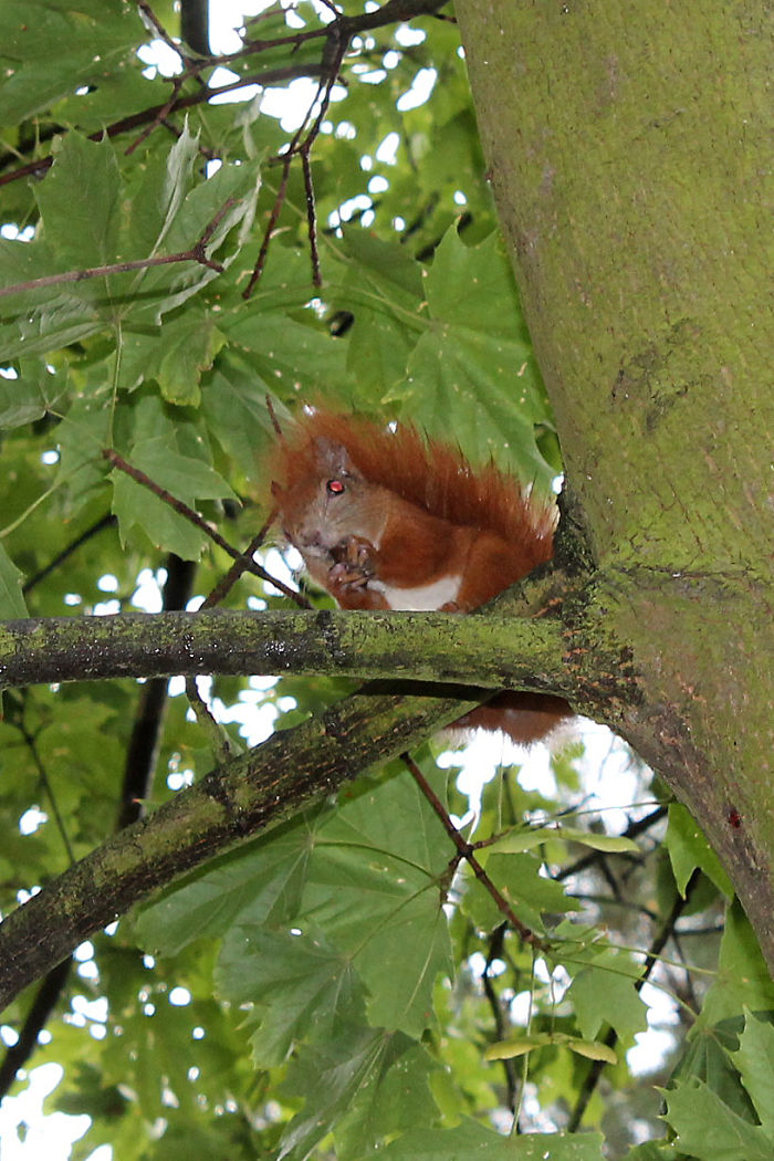 Mad Squirrel From Poland ;)