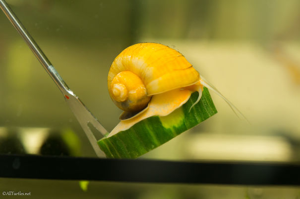 Apple Snail Eating Cucumber