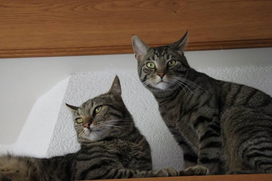 Loki Just Look At The Camera...