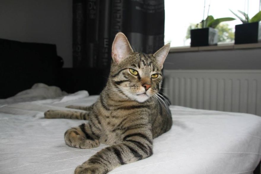 Kenai Striking A Pose