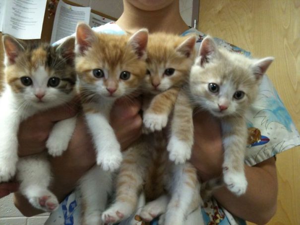 My Favorite Vet Occasionally Gets To Cuddle Packs Of Kittens.