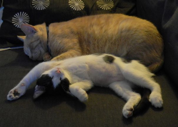 Baby & Lily Mae (baby Was Rather Upset The Kitten Slept With Him!)