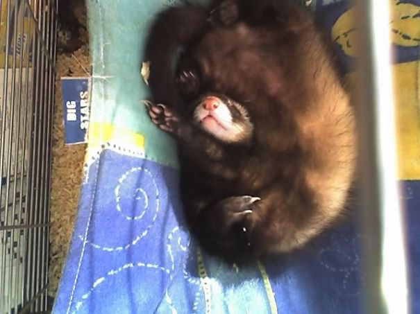 Ferret In A Circle