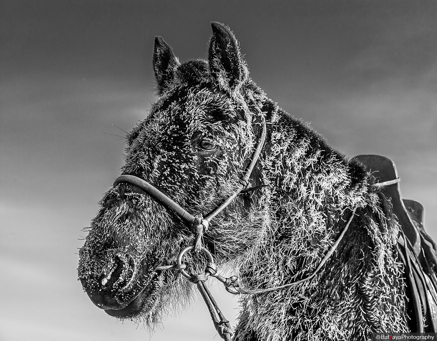 Mongolia Is Said To Be A Nation Born On A Horseback