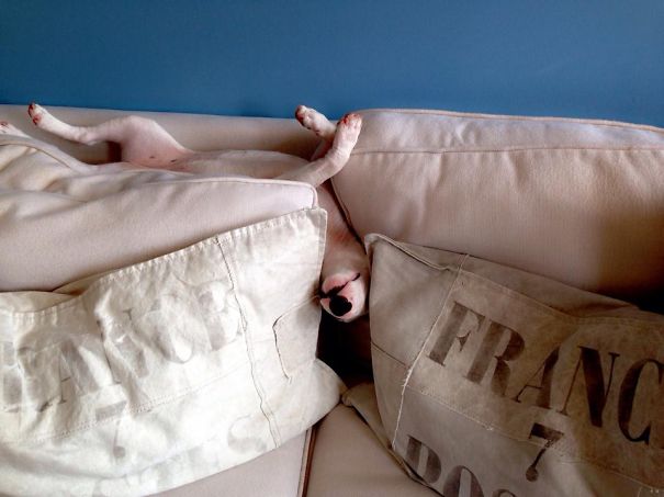 Nikki, The Miniature Bull Terrier, And "her" Sofa.
