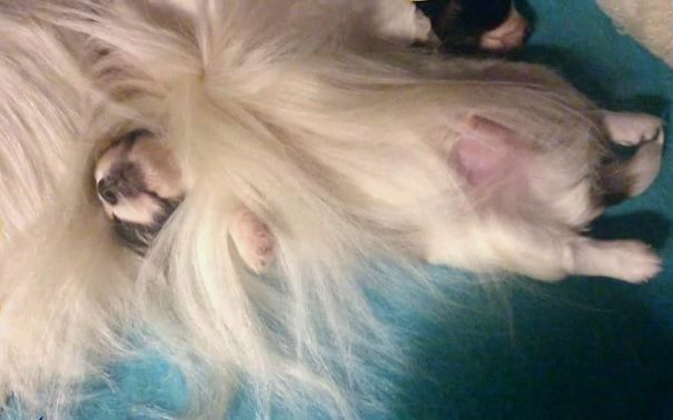 Papillon Pup Napping In His Mama's Tail