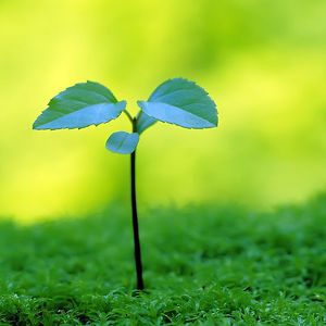 rainbowfroggy123 avatar