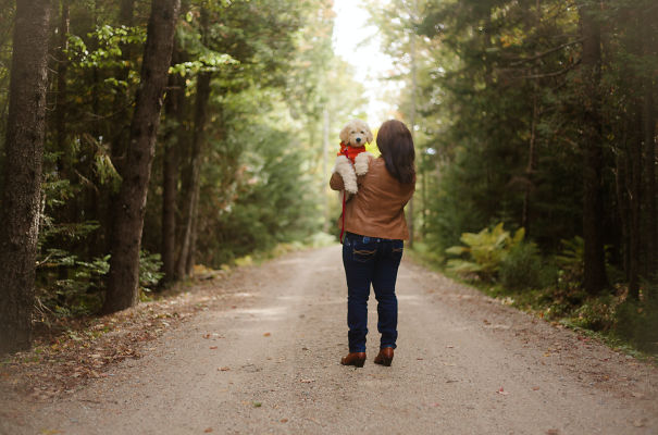 Pinocchio The Golden Doodle (ig @pinocchiothedood)