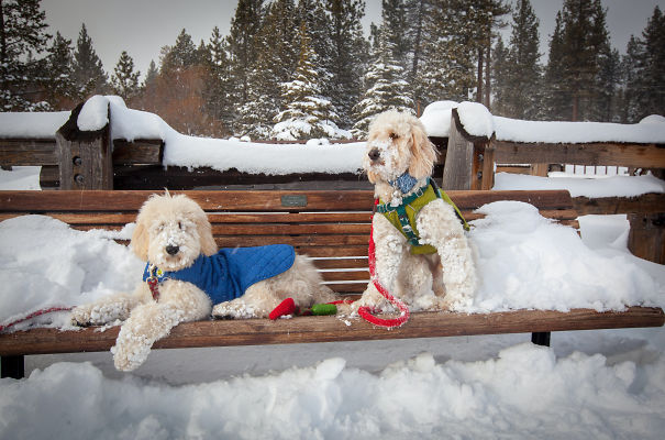 Pinocchio The Golden Doodle (ig @pinocchiothedood)