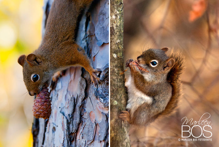 Eating Minnesota Squirrels!