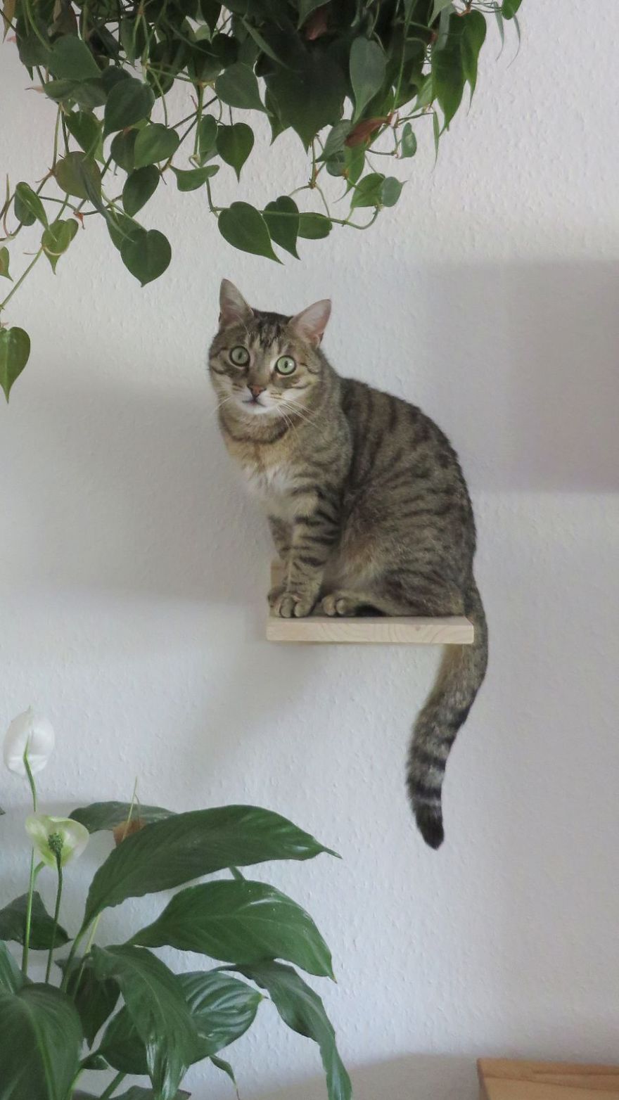 Turbo Being A Statue Of A Cat At The Newly Installed Selfmade Catwalk