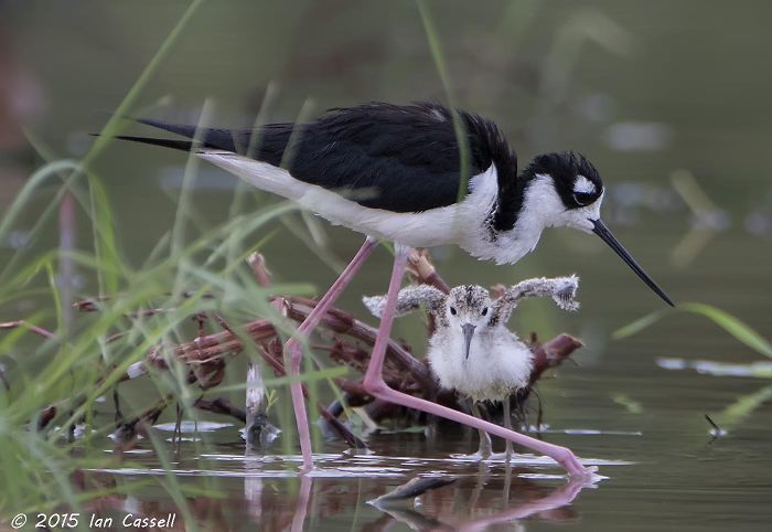 Black Necked Stilt - Gilbert, Arizona