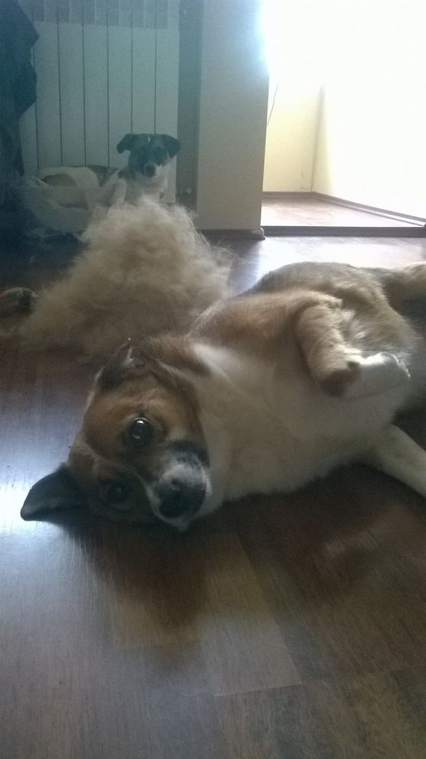 Baby ,milo(in The Background) And Their New Fur(ry) Friend