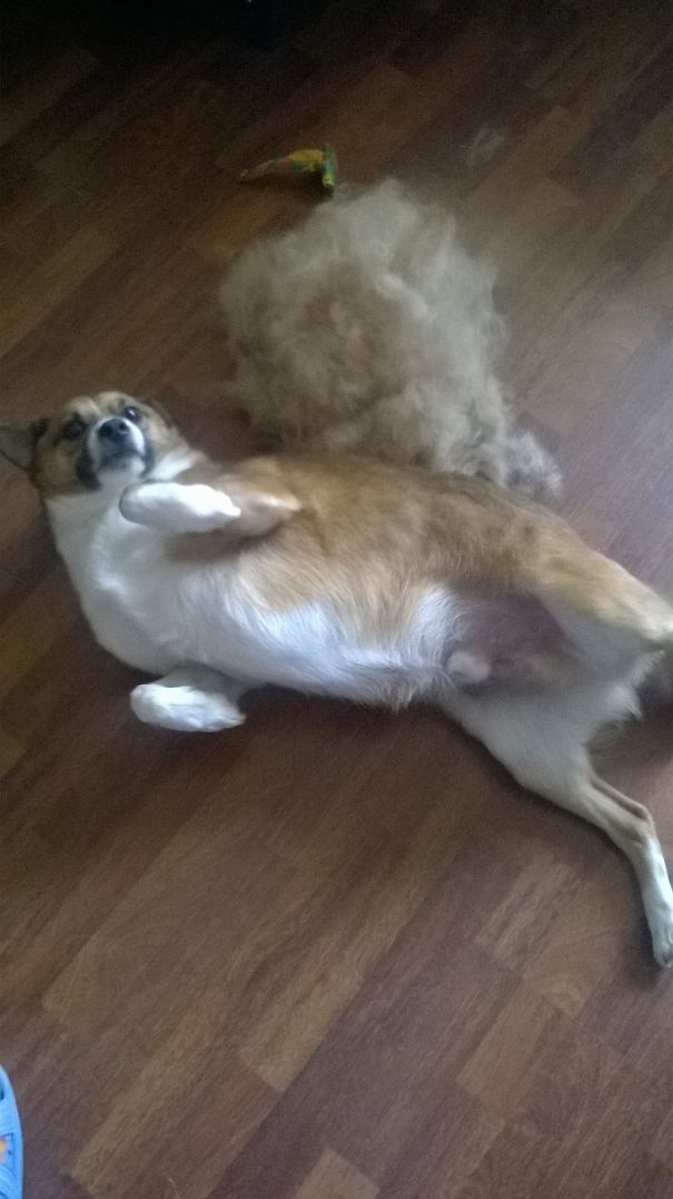 Baby And His Fur(ry) New Friend