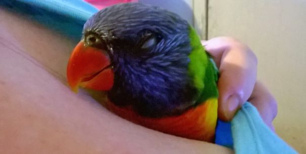 Rainbow Lorikeet Dreaming