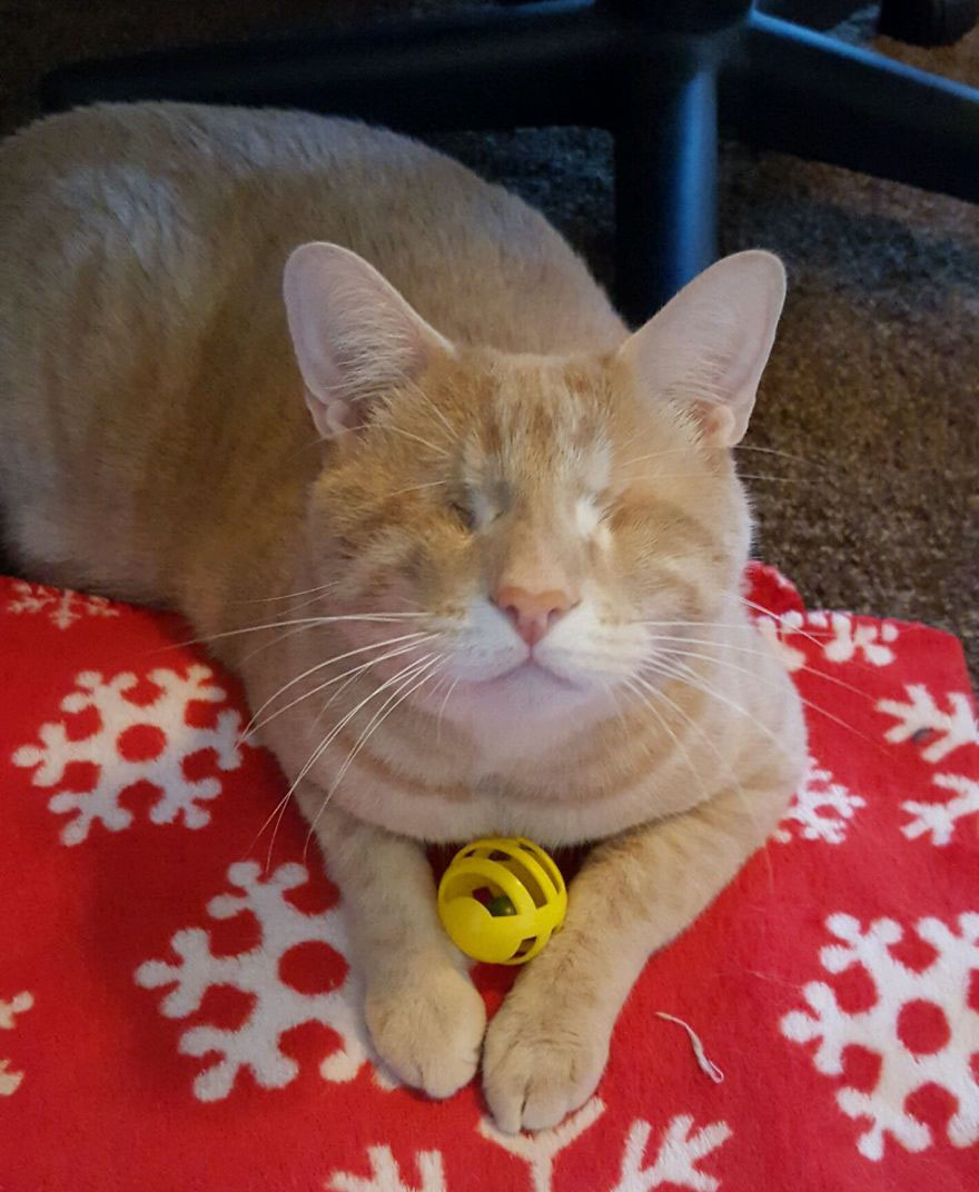 We Saved A One-Eyed Cat, And He Saved Us Right Back!