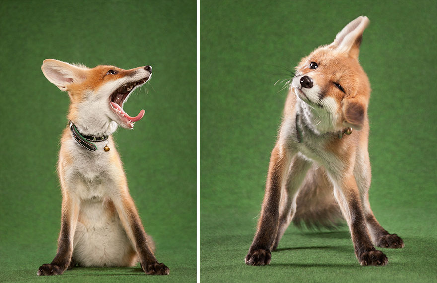 A Little Rescued Fox Came To Model In My Photo Studio