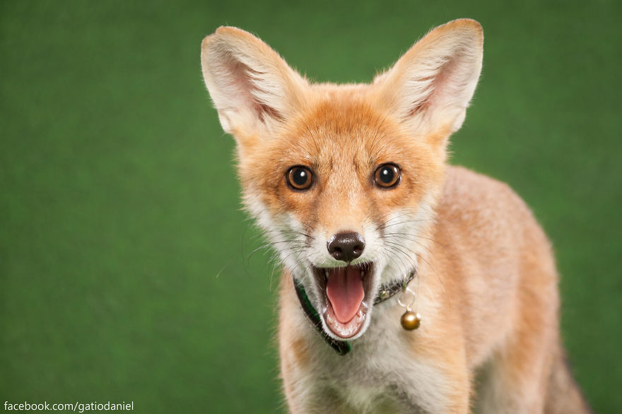A Little Rescued Fox Came To Model In My Photo Studio