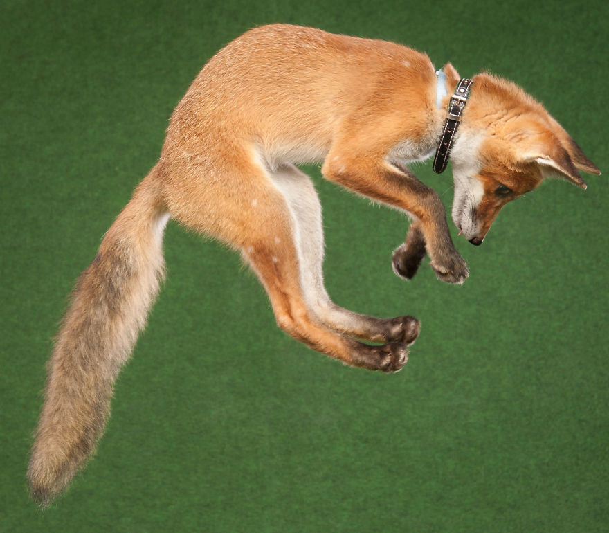 A Little Rescued Fox Came To Model In My Photo Studio A Little Rescued Fox Came To Model In My Photo Studio