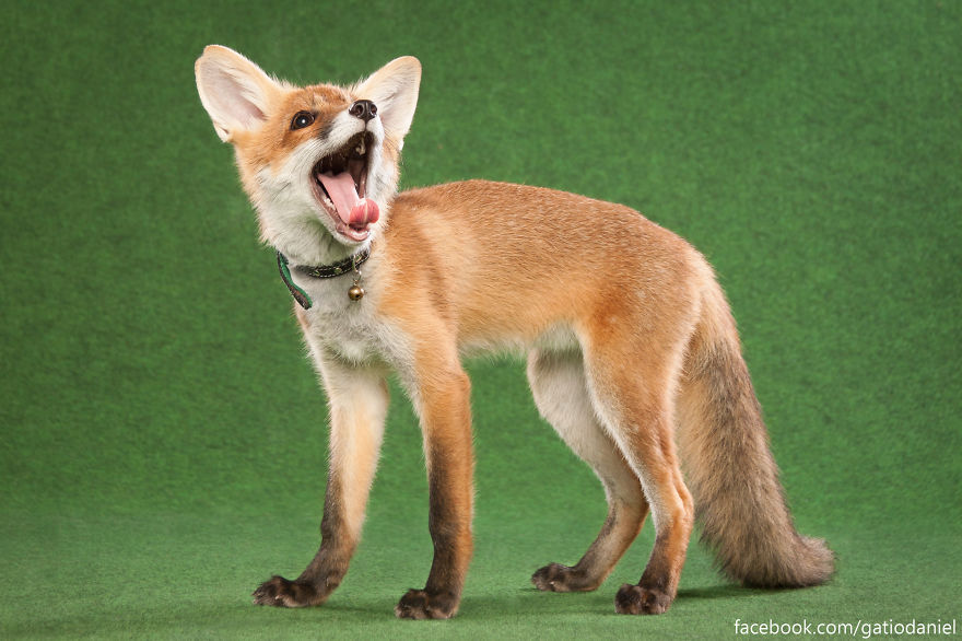 A Little Rescued Fox Came To Model In My Photo Studio