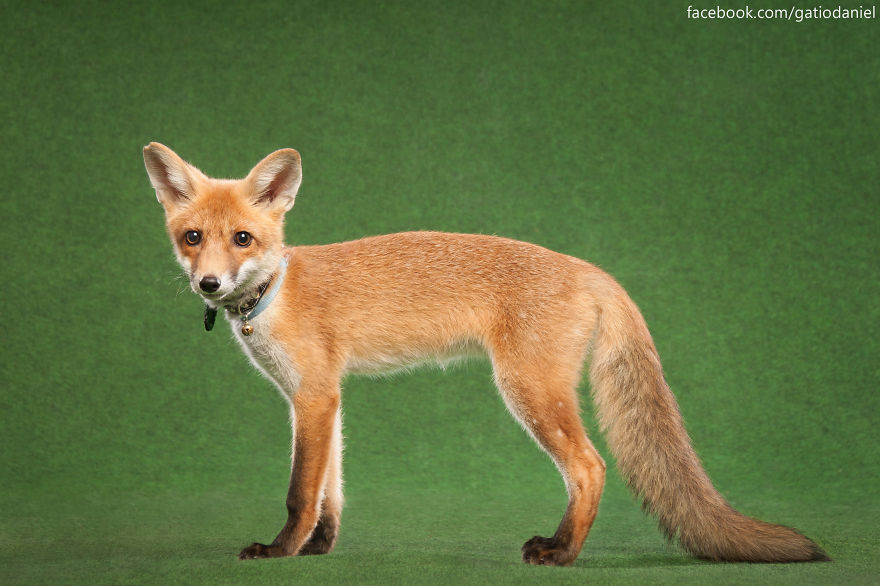 A Little Rescued Fox Came To Model In My Photo Studio