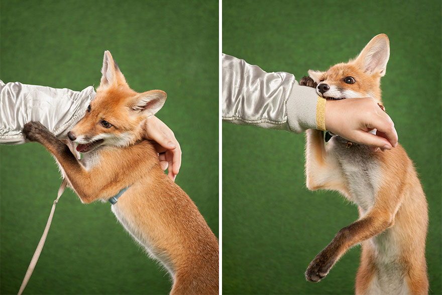 A Little Rescued Fox Came To Model In My Photo Studio A Little Rescued Fox Came To Model In My Photo Studio