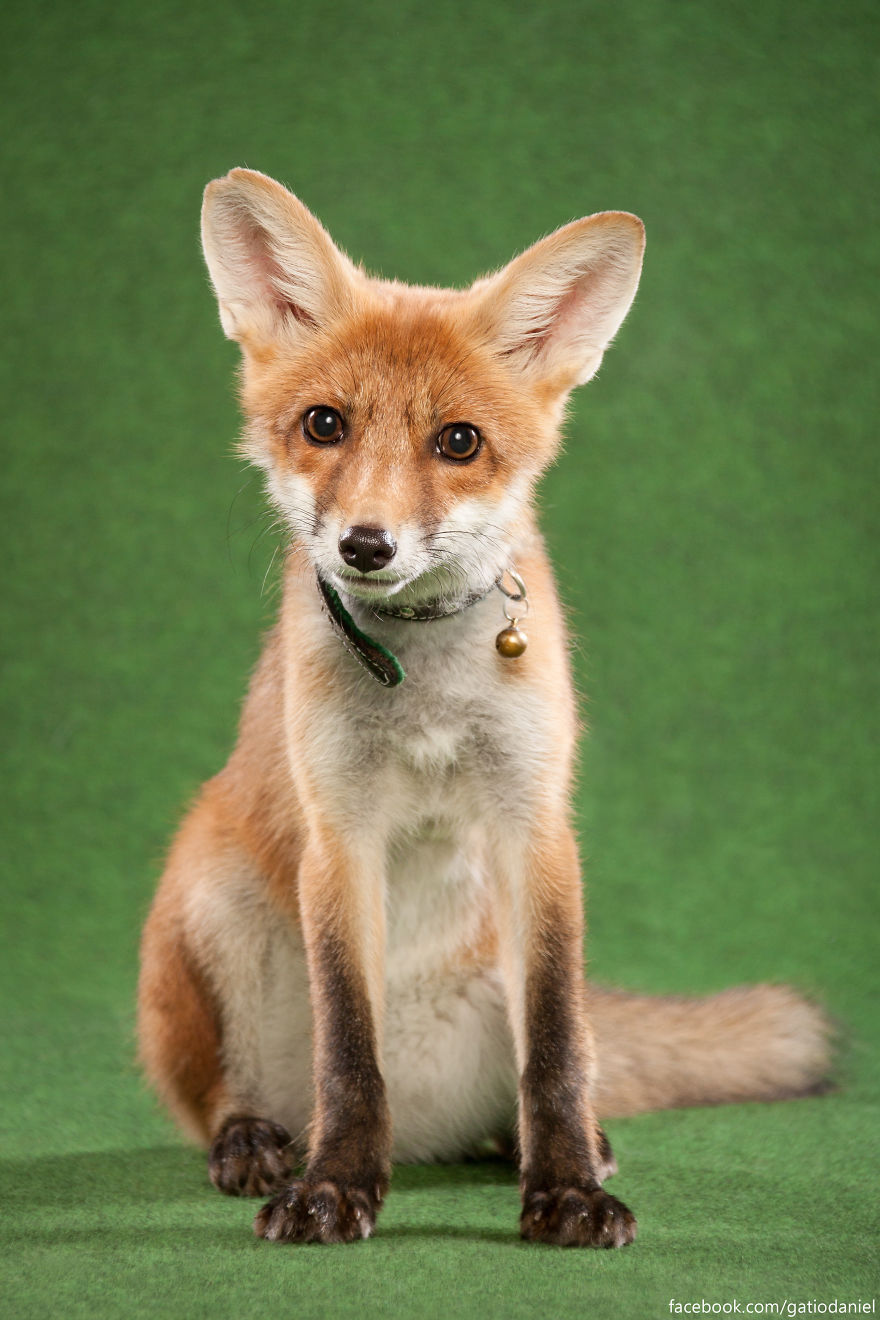 A Little Rescued Fox Came To Model In My Photo Studio A Little Rescued Fox Came To Model In My Photo Studio