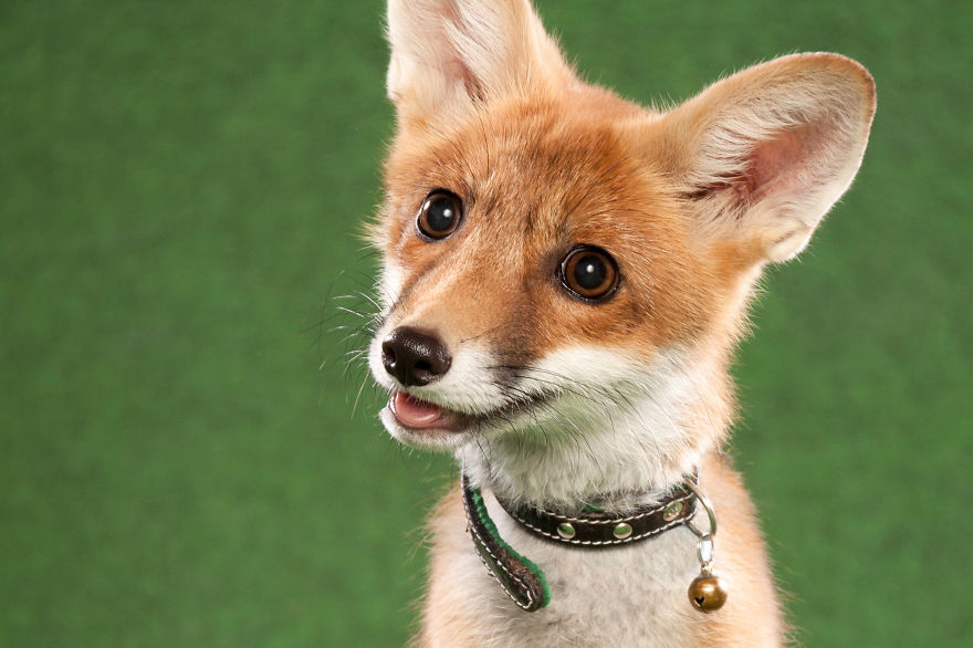A Little Rescued Fox Came To Model In My Photo Studio A Little Rescued Fox Came To Model In My Photo Studio