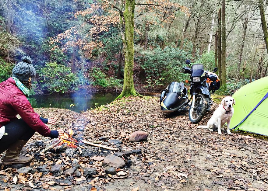 Adventure Dog Travels North America In A Motorcycle Sidecar With His Best Friend