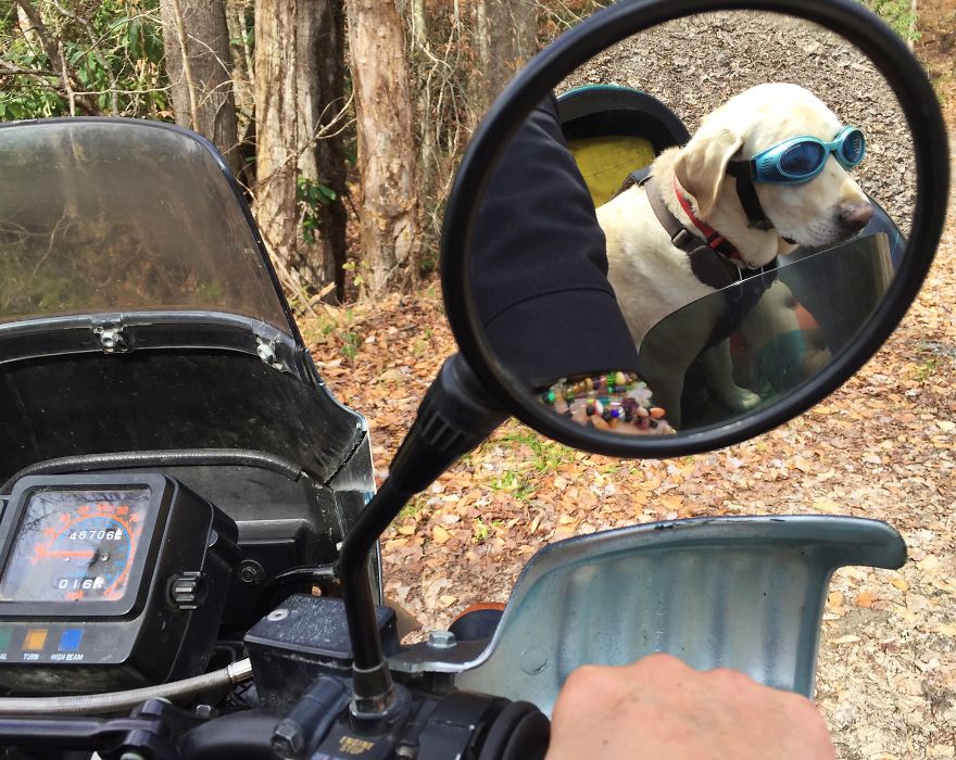 Adventure Dog Travels North America In A Motorcycle Sidecar With His Best Friend