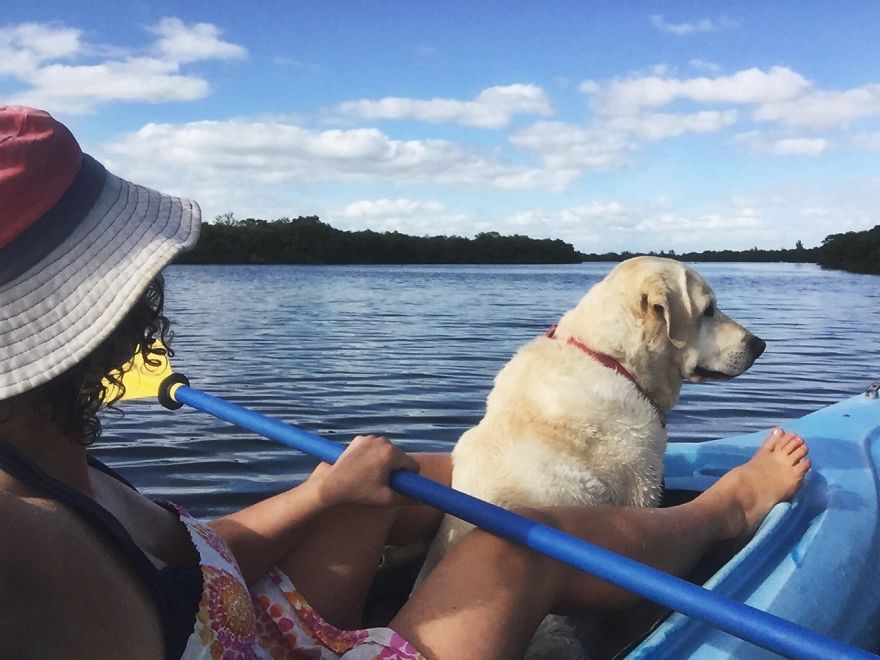 Adventure Dog Travels North America In A Motorcycle Sidecar With His Best Friend