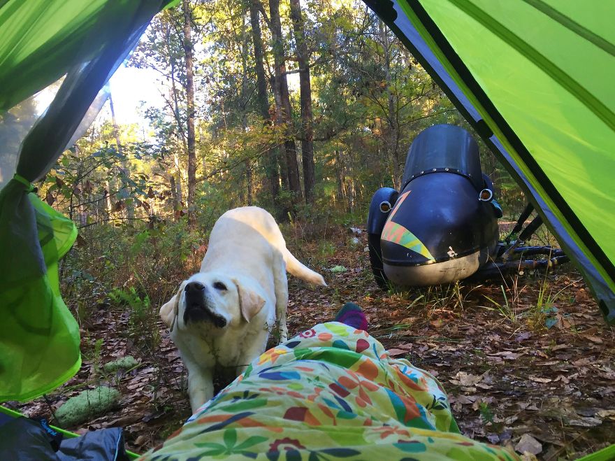 Adventure Dog Travels North America In A Motorcycle Sidecar With His Best Friend Adventure Dog Travels North America In A Motorcycle Sidecar With His Best Friend