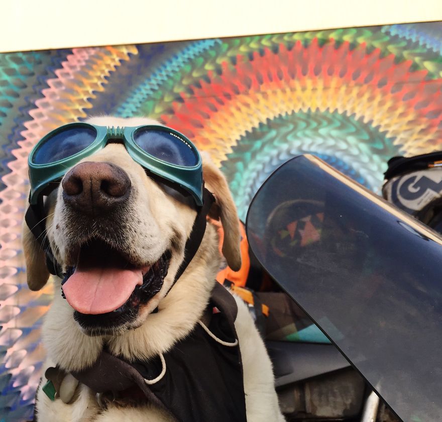 Adventure Dog Travels North America In A Motorcycle Sidecar With His Best Friend Adventure Dog Travels North America In A Motorcycle Sidecar With His Best Friend