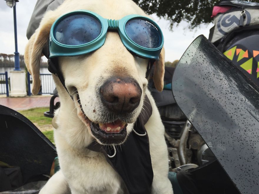 Adventure Dog Travels North America In A Motorcycle Sidecar With His Best Friend Adventure Dog Travels North America In A Motorcycle Sidecar With His Best Friend