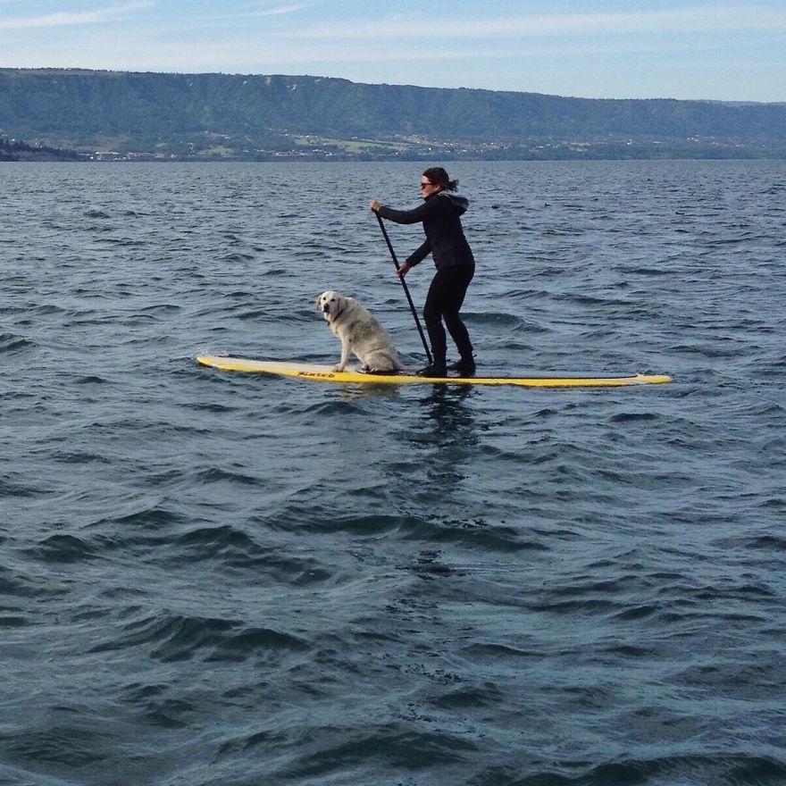 Adventure Dog Travels North America In A Motorcycle Sidecar With His Best Friend