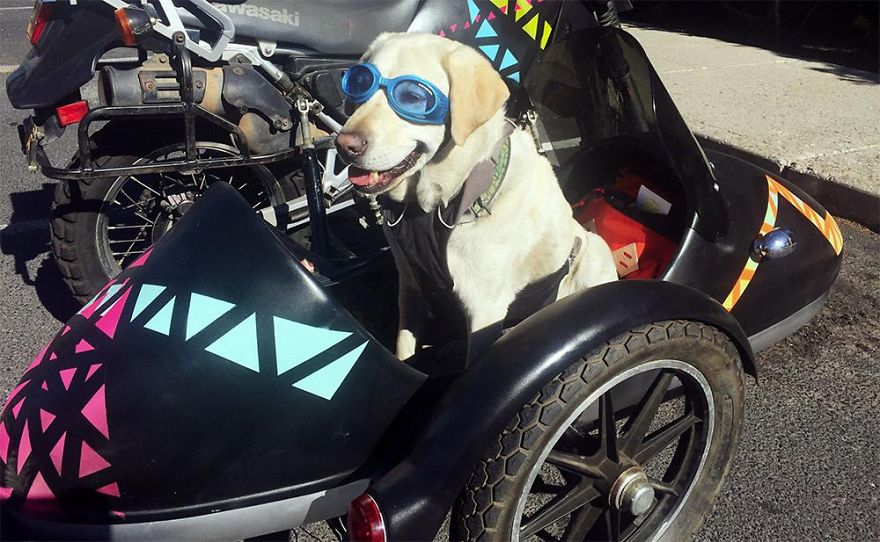 Adventure Dog Travels North America In A Motorcycle Sidecar With His Best Friend Adventure Dog Travels North America In A Motorcycle Sidecar With His Best Friend