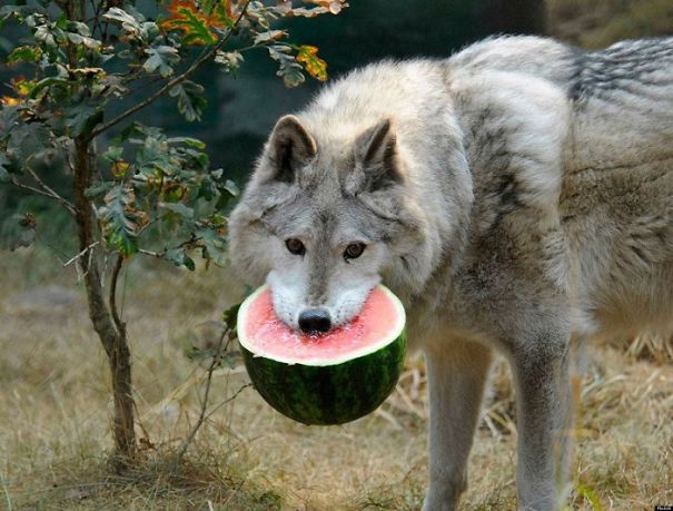 Fox Eating Watermelon
